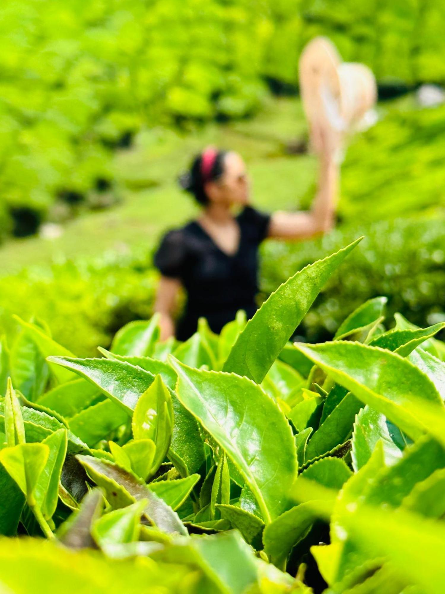 Green View Suits Vythiri Buitenkant foto