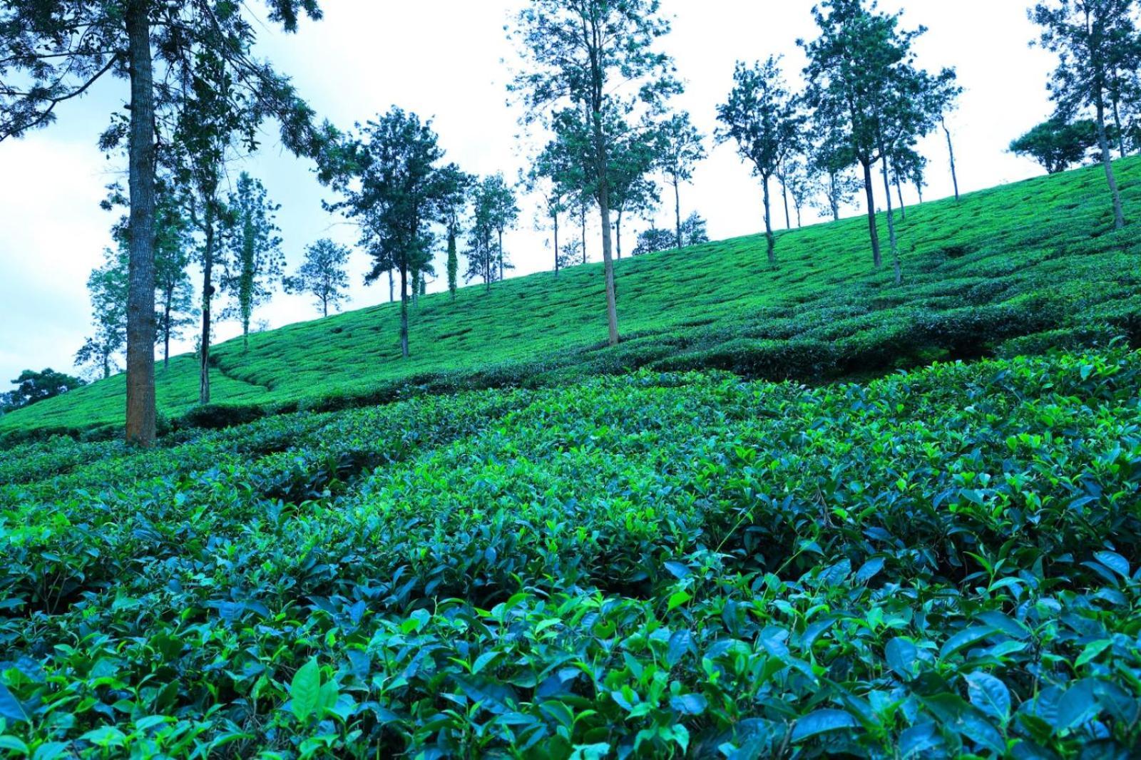 Green View Suits Vythiri Buitenkant foto